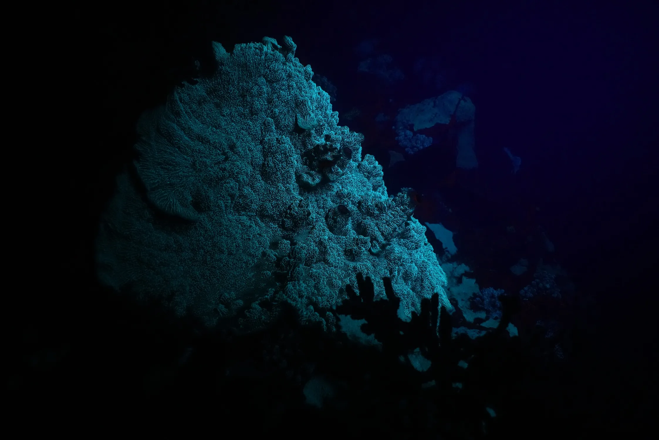 Dark underwater scene showing coral formations illuminated with blue light.
