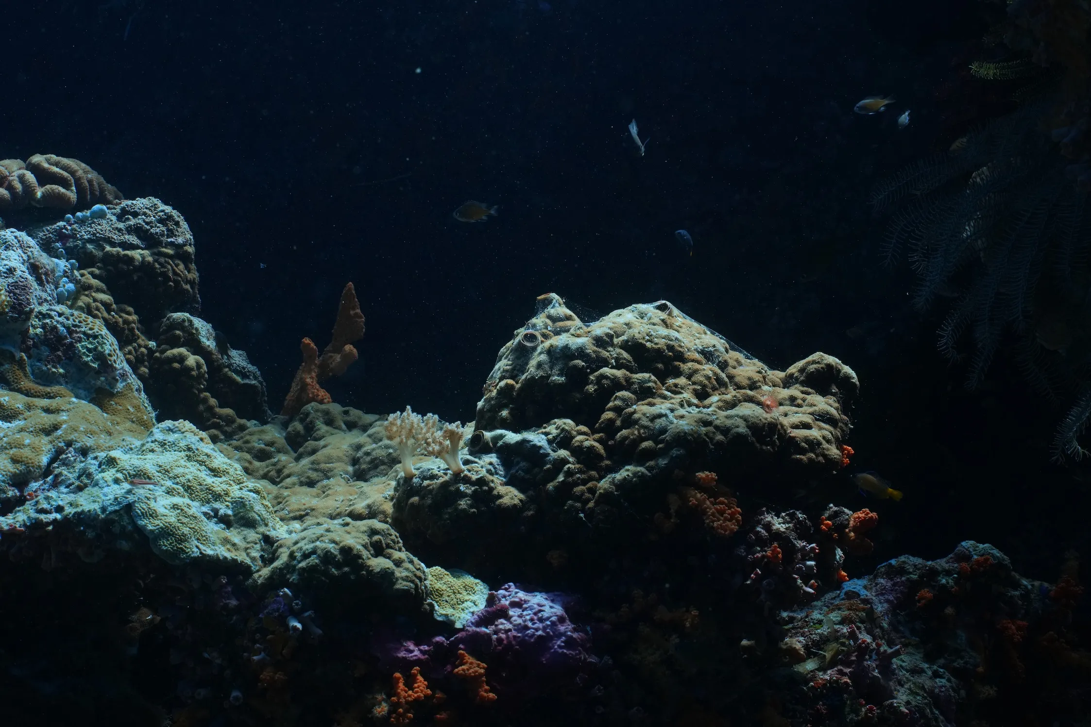 Underwater view of coral reef with small fish swimming against a dark blue background.