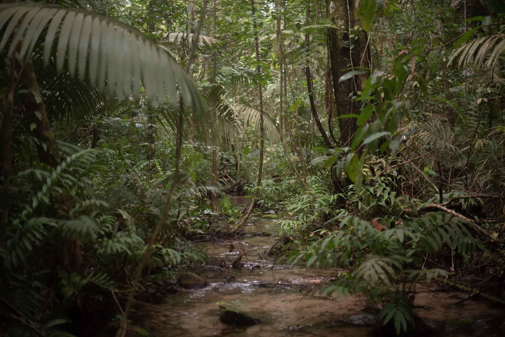 Dense tropical rainforest with lush green foliage and a shallow stream flowing through the forest floor.
