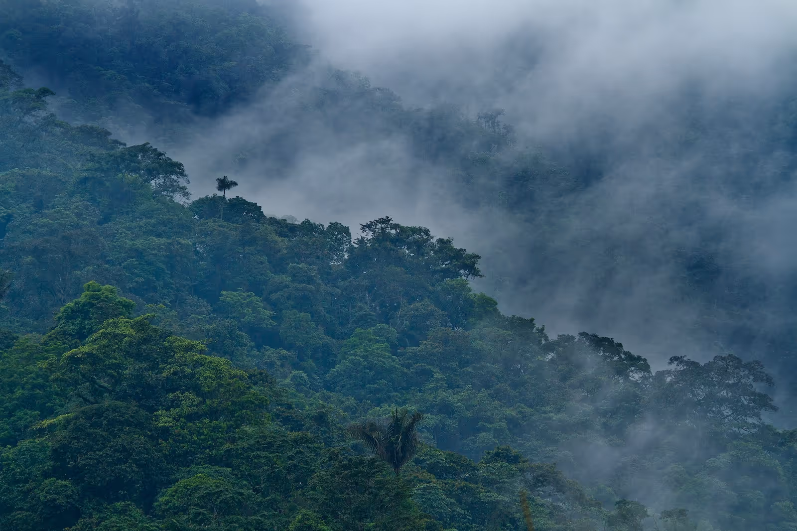 Dense green forest partially covered by mist with varying shades of foliage under cloudy sky.