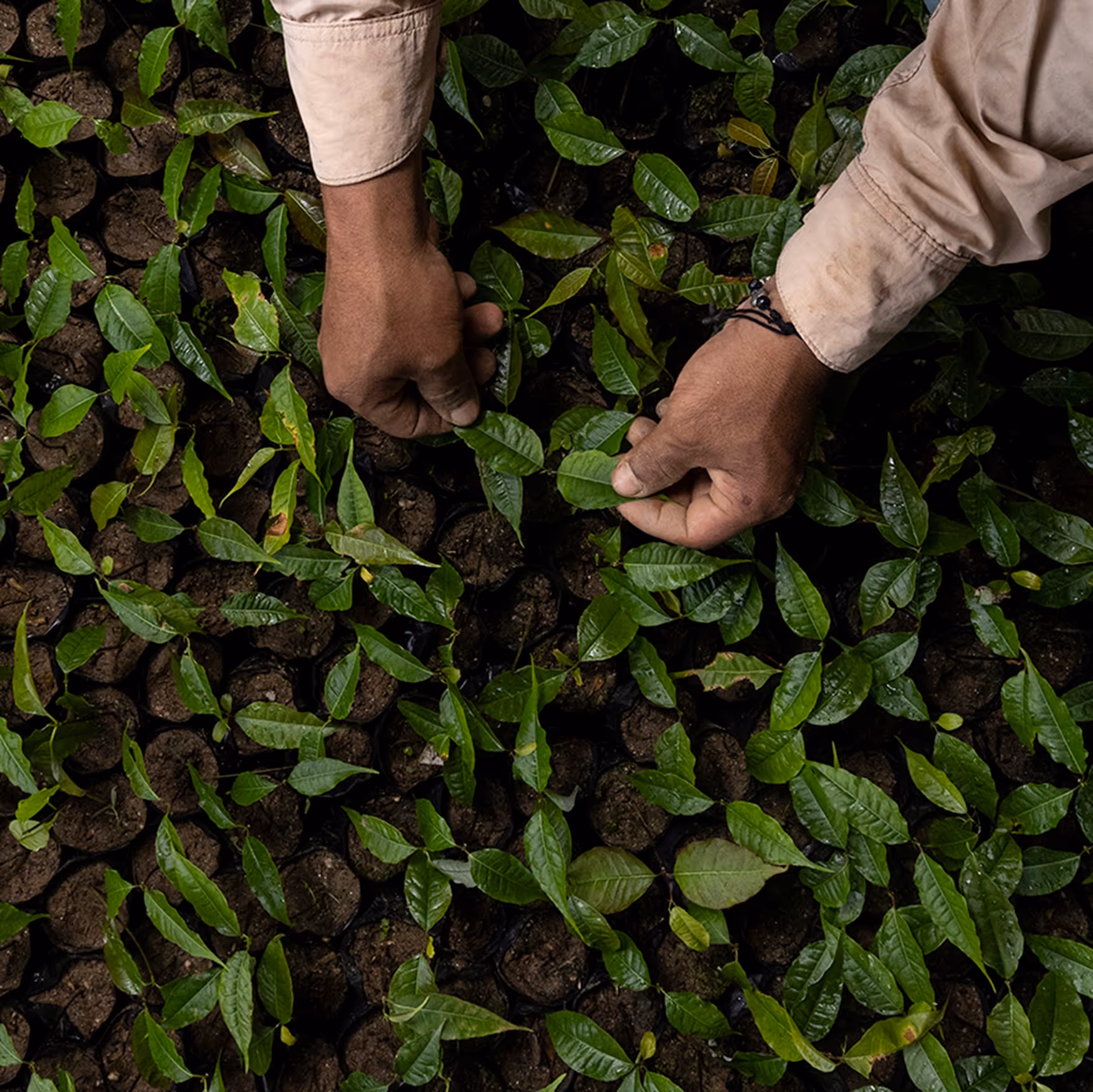 Two hands tending small green seedlings growing in soil-filled pots arranged closely together.