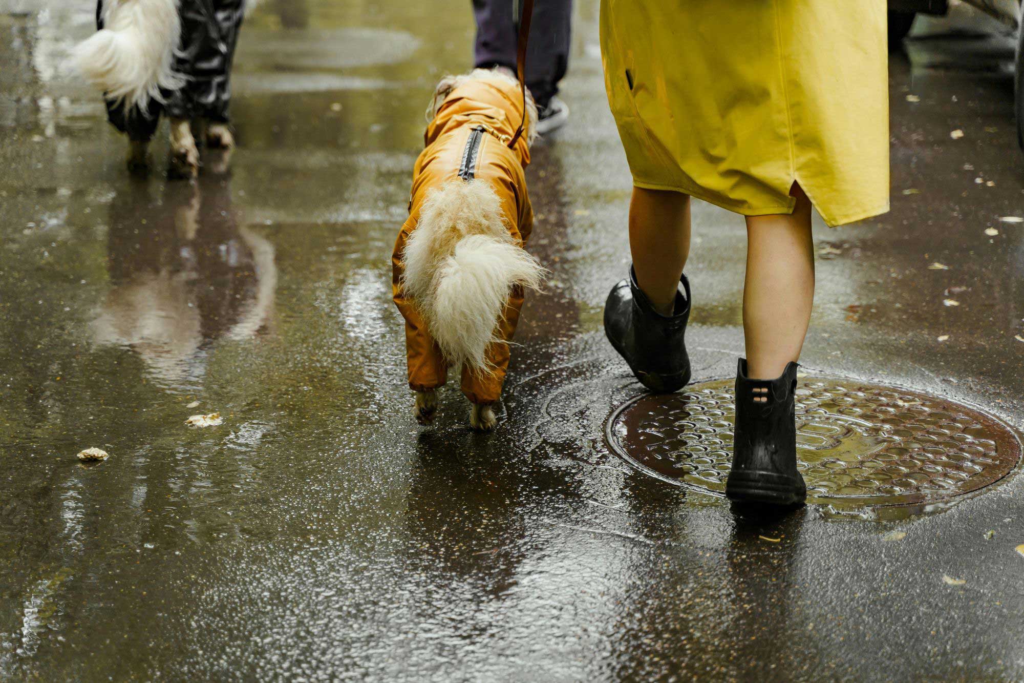 pet with owner