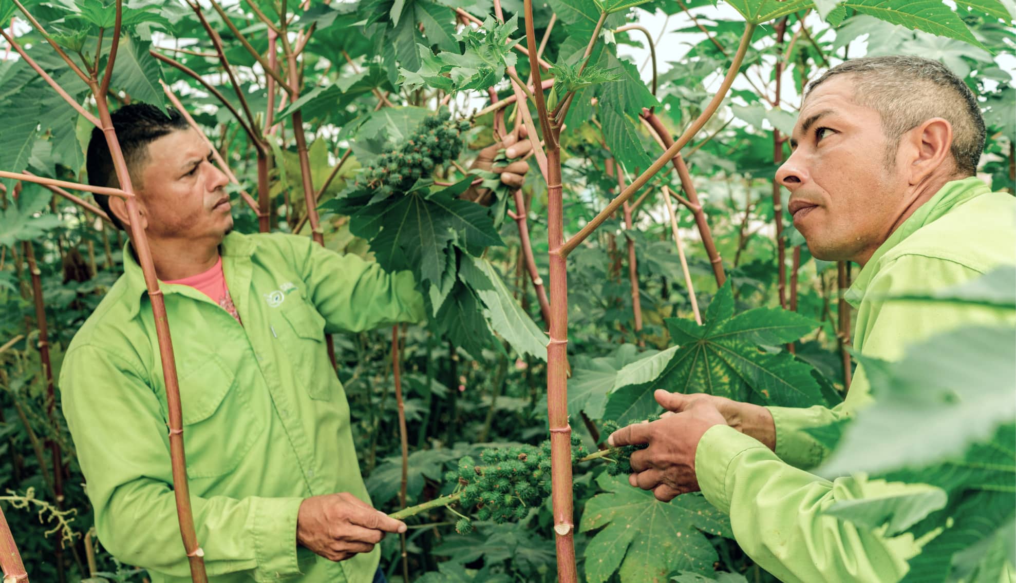 Agricultores de Corozal, Sucre evaluando cultivo agrícola como parte de programa de Sembrá
