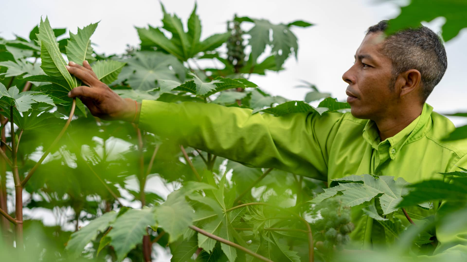 Agricultor colombiano revisando hojas de cultivo en campo agrícola apoyado por la fundación Sembrá
