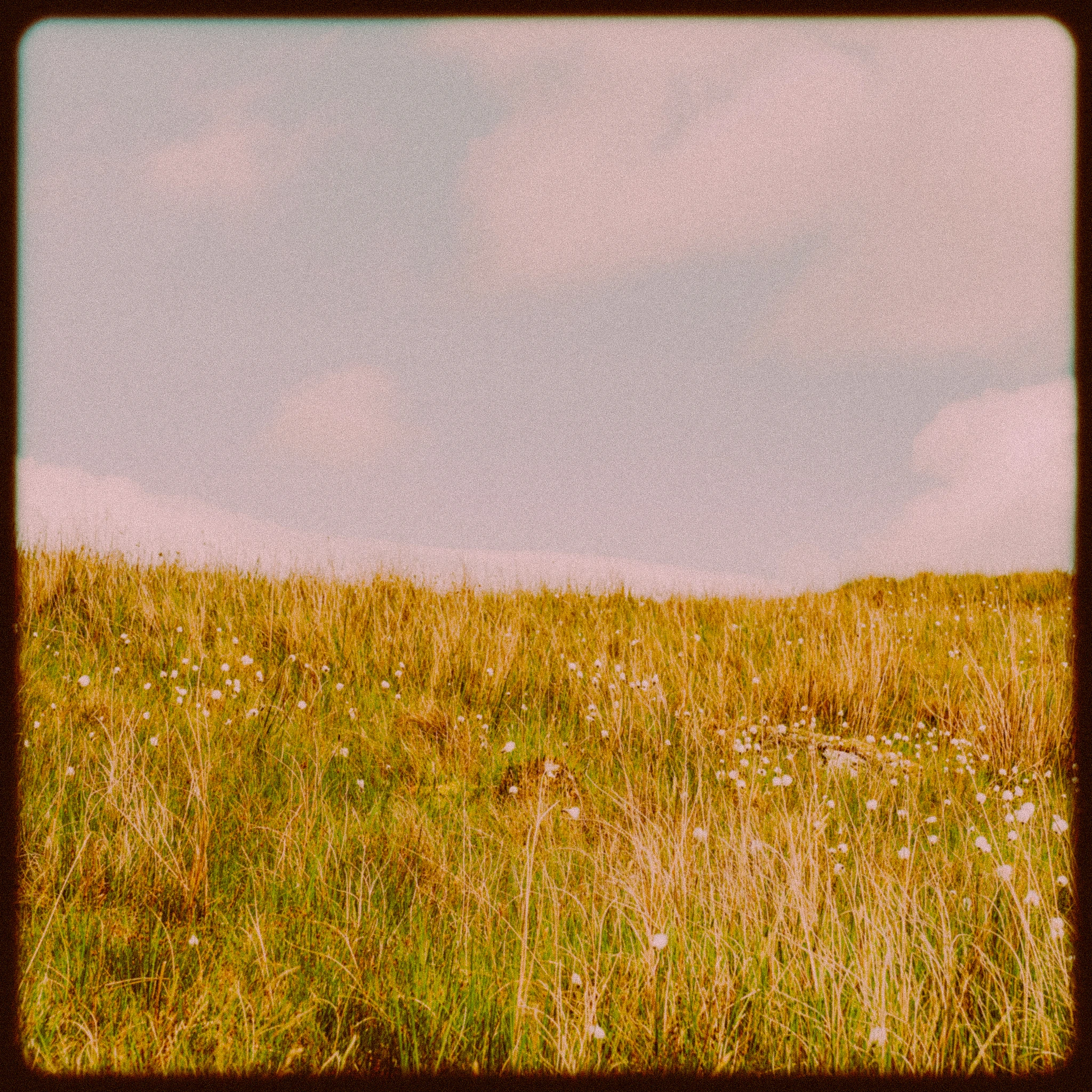 Being Still with the Good Shepherd