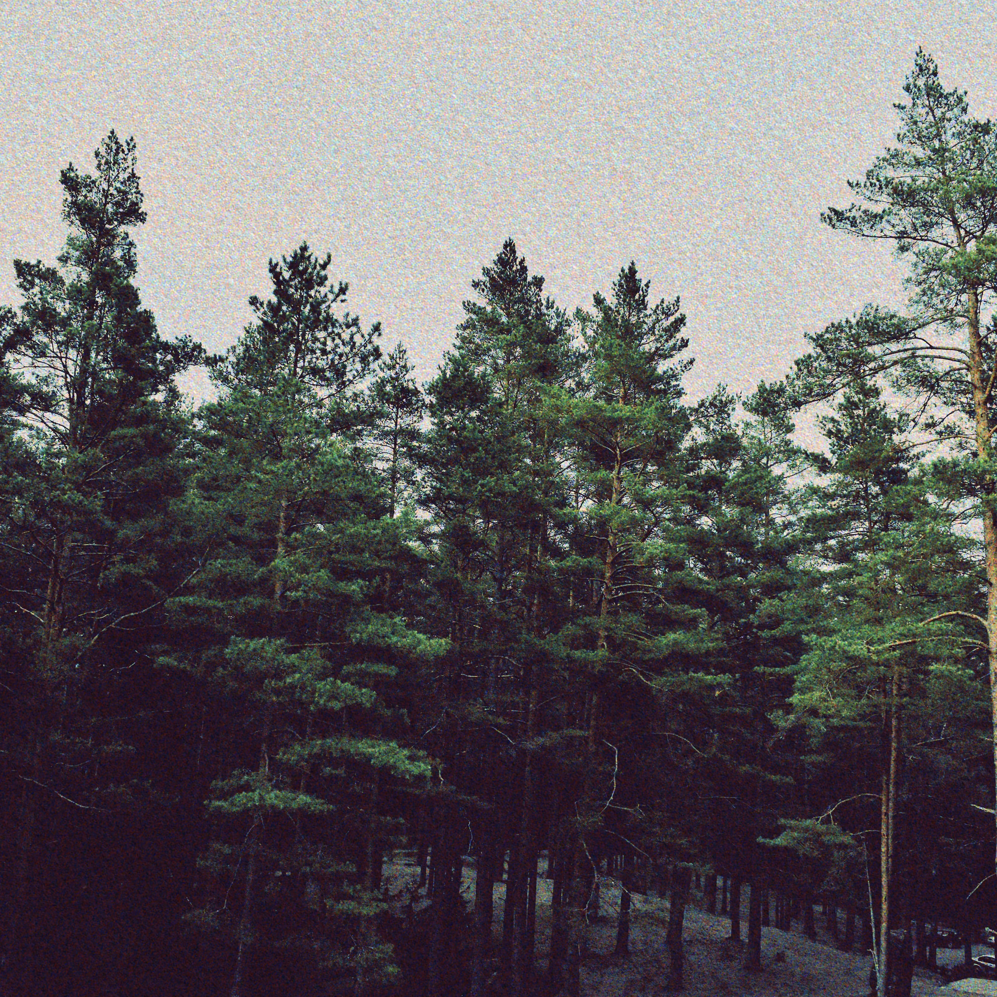 For the love of Christmas