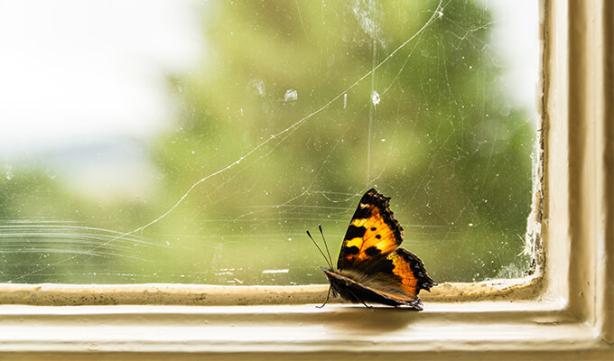 Self doubt butterfly at the window