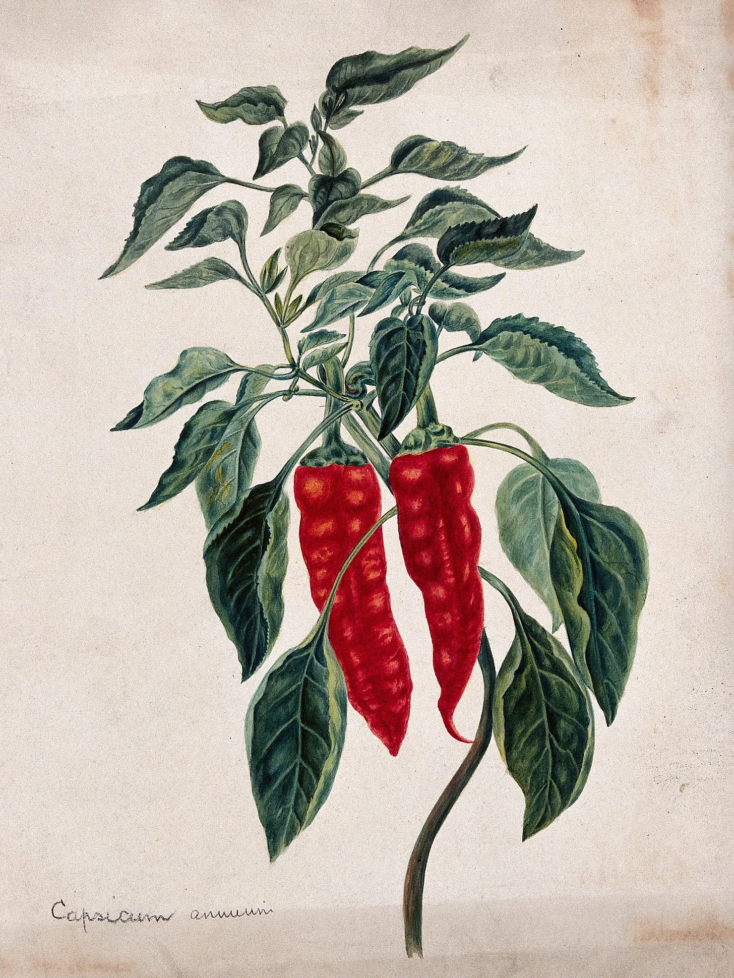 Why I don't use 'neurospicy'