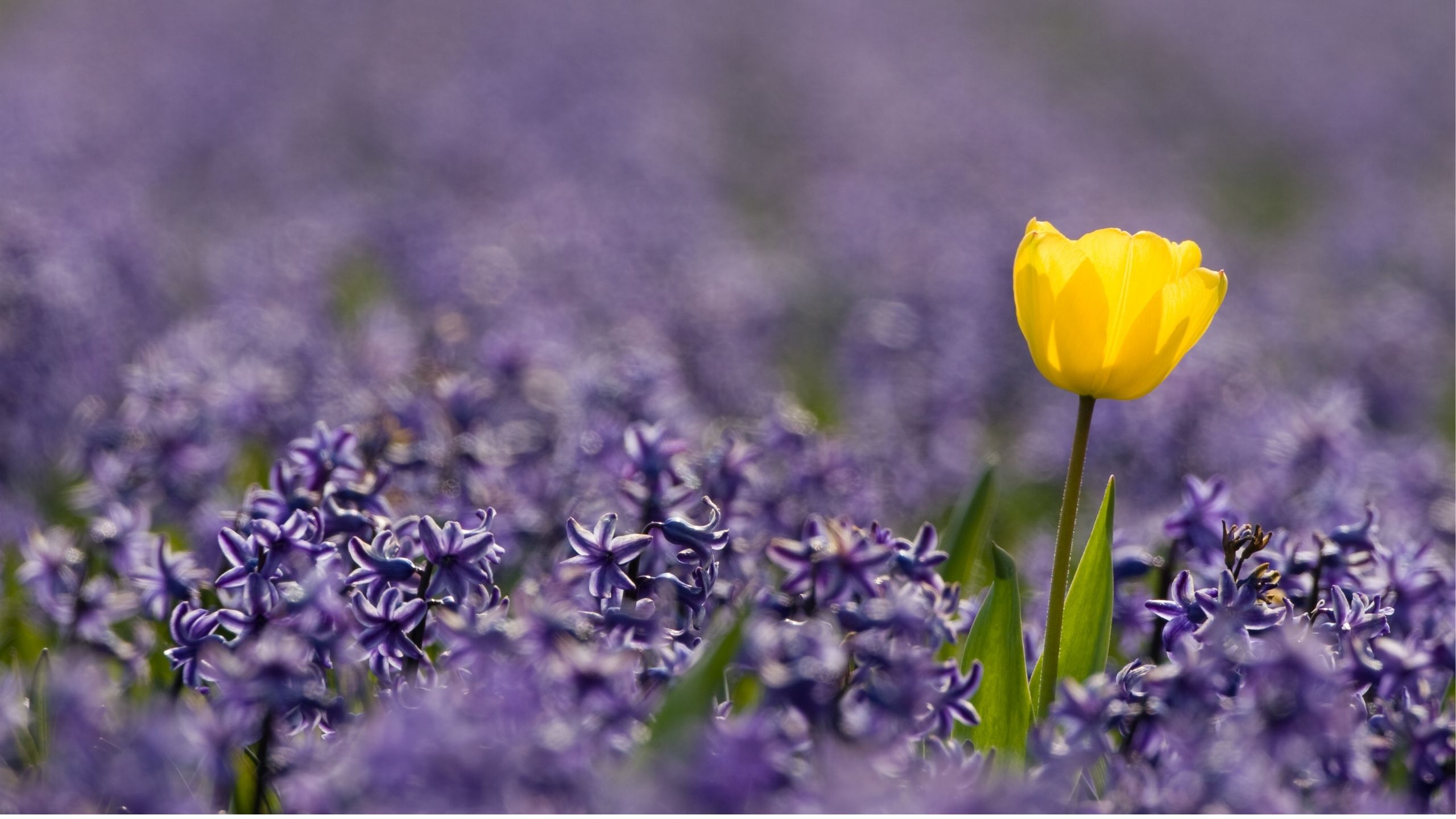 Monotropism and polytropism - attentional styles in autism