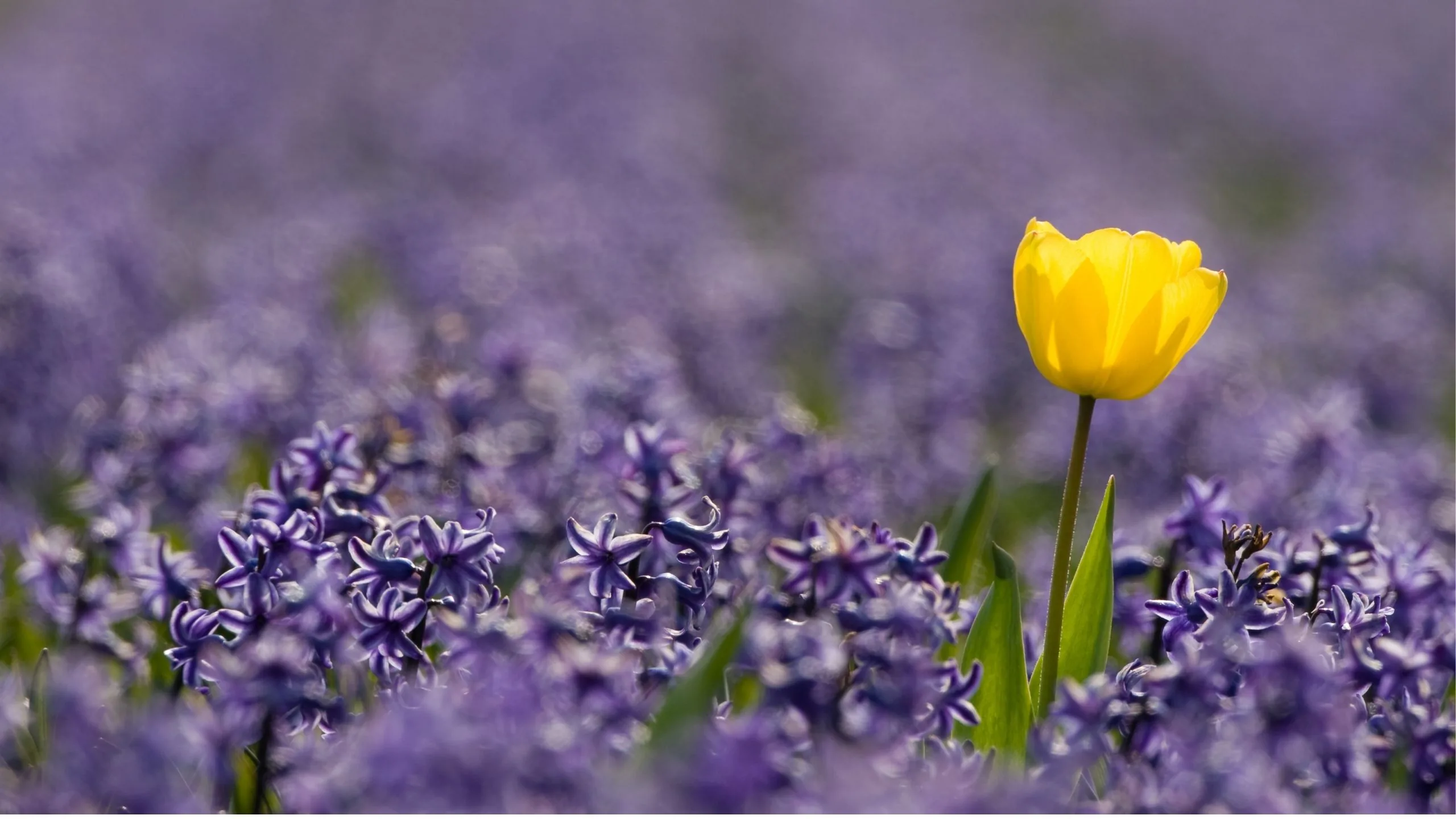 Single yellow tulip standing out among field of purple hyacinths