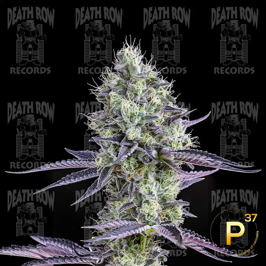 Death Row Records Plasma Gas Flower