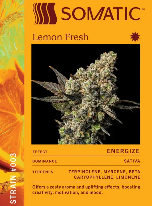 Lemon Fresh Flower by Somatic