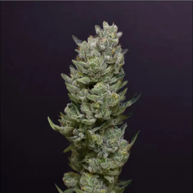 Cheetah Piss Flower by R. Greenleaf