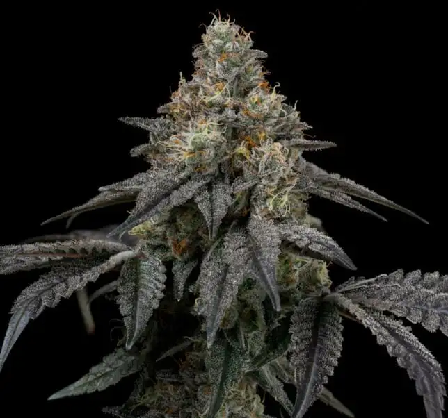 Monster Mintz Flower by Somatic