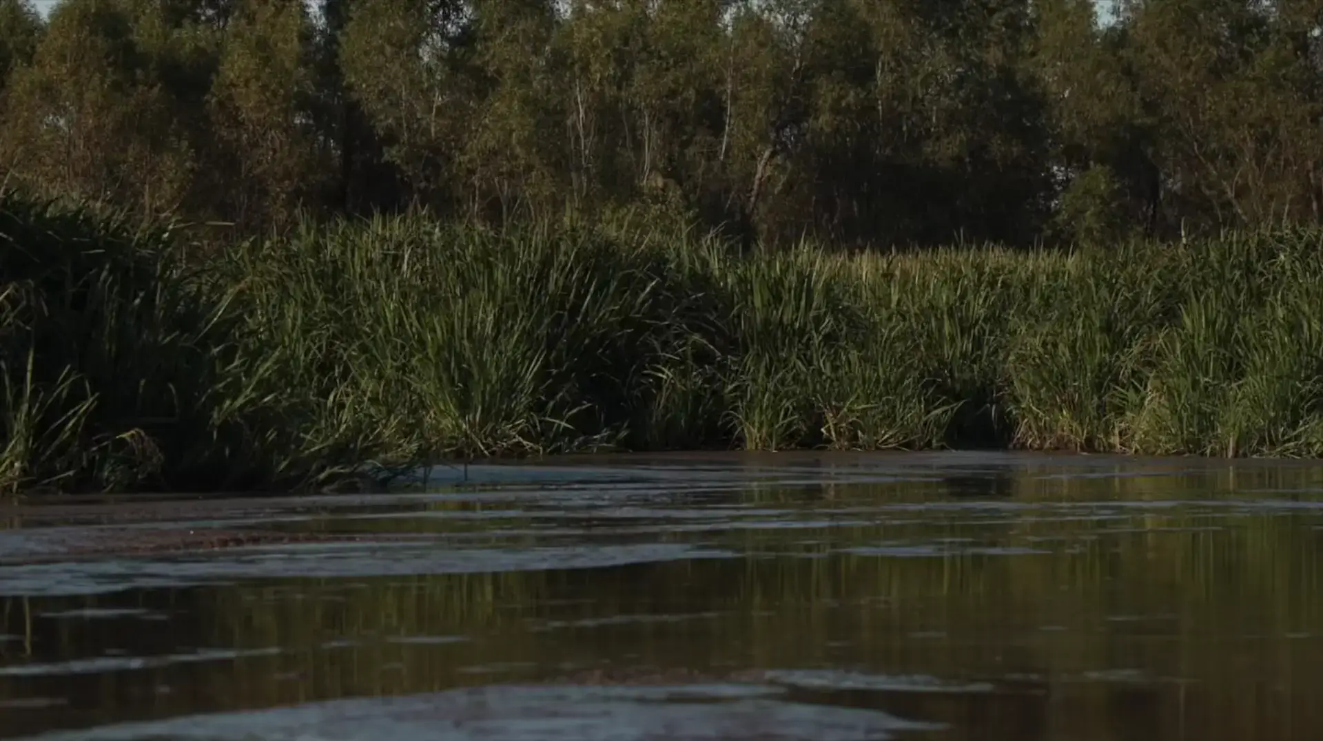 Calm river or lake with dense green reeds and trees along the shoreline.