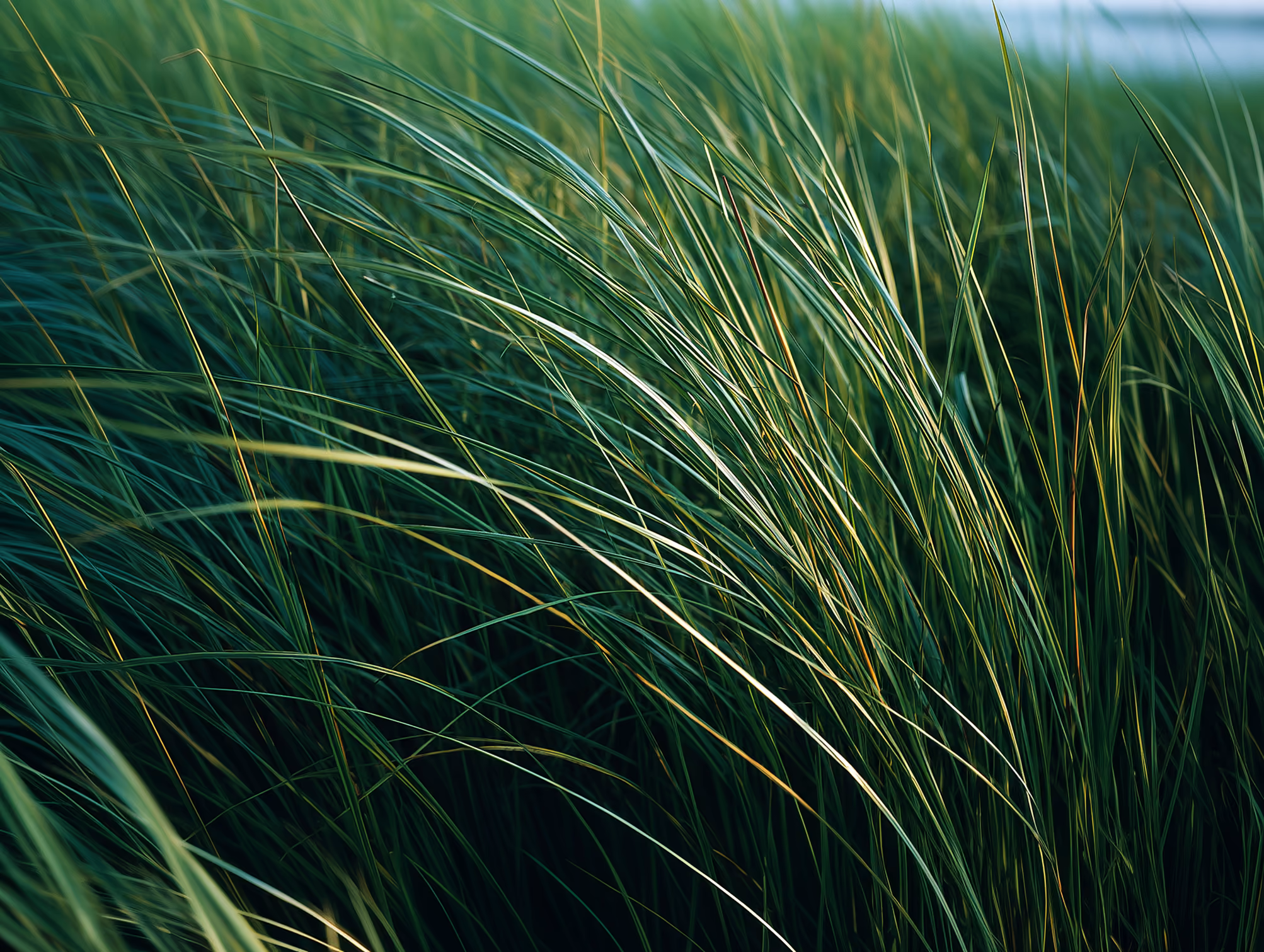 Close-up of tall green grass blades gently bending in the wind.