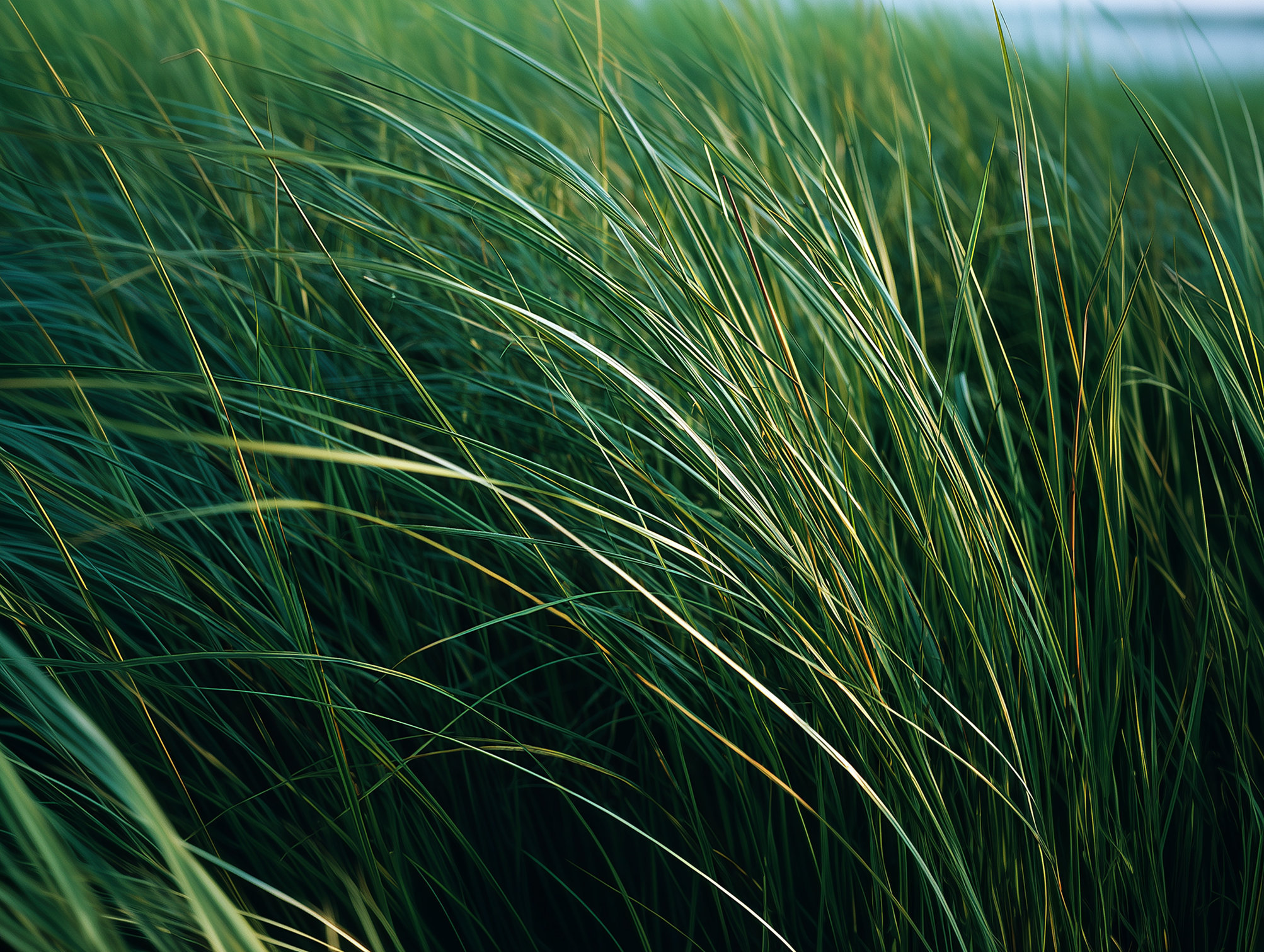 Close-up of tall green grass blades gently bending in the wind.