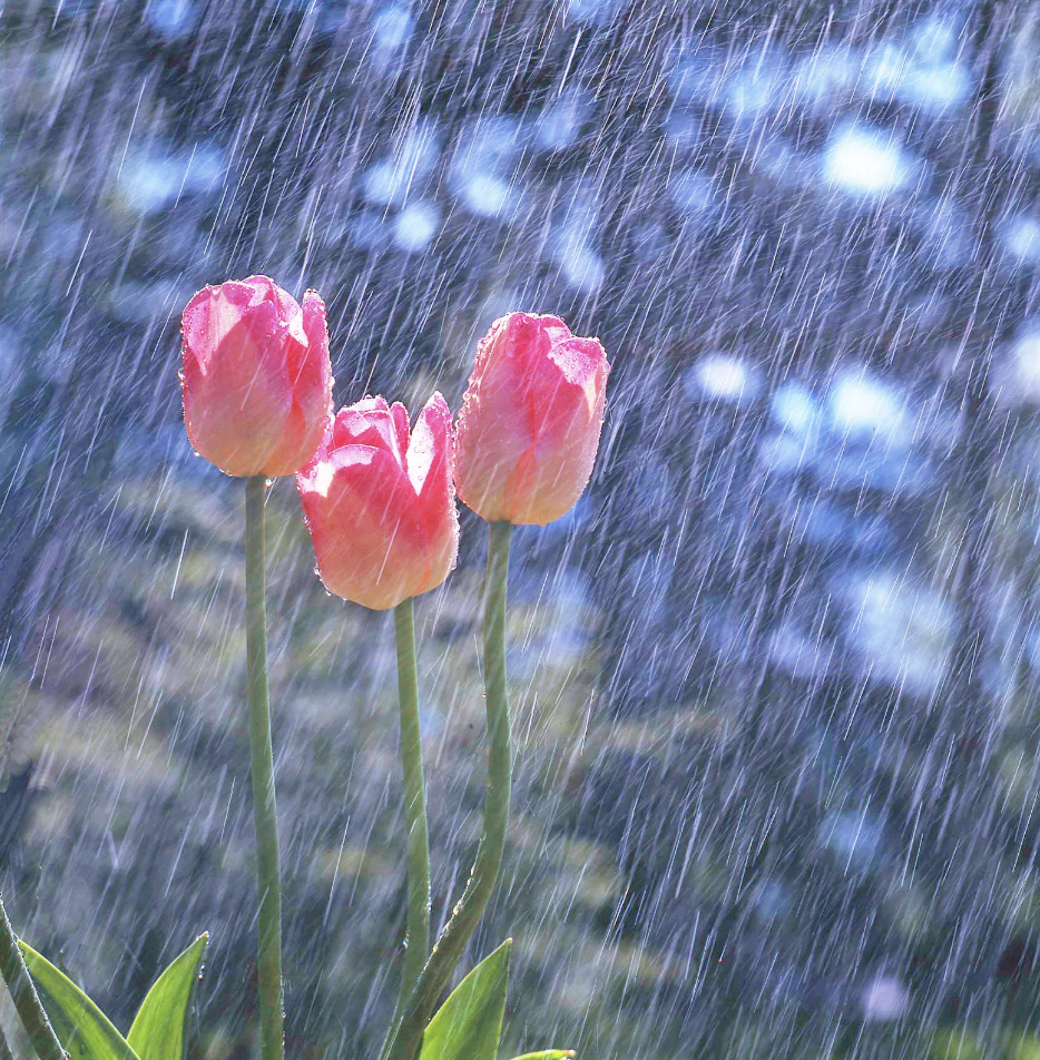 Pink tulips under rain, symbolizing rainy day drink discount