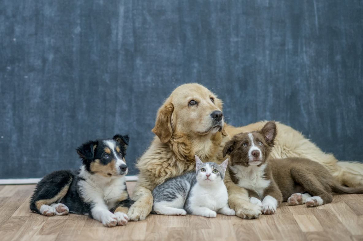 Group of adorable pets featured for pet-friendly bubble tea campaign