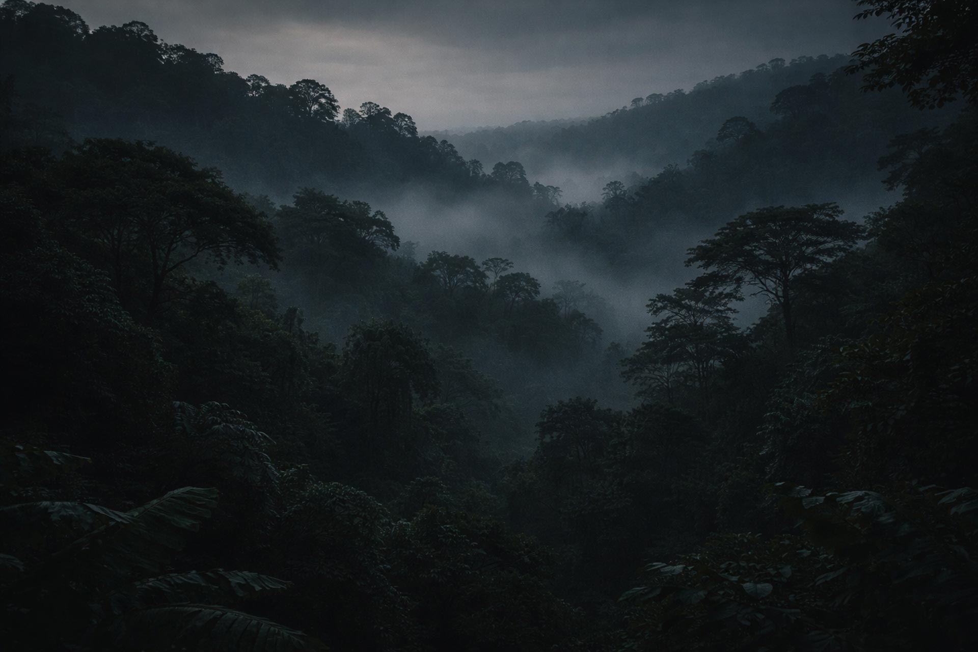 Overlooking a misty forest canopy