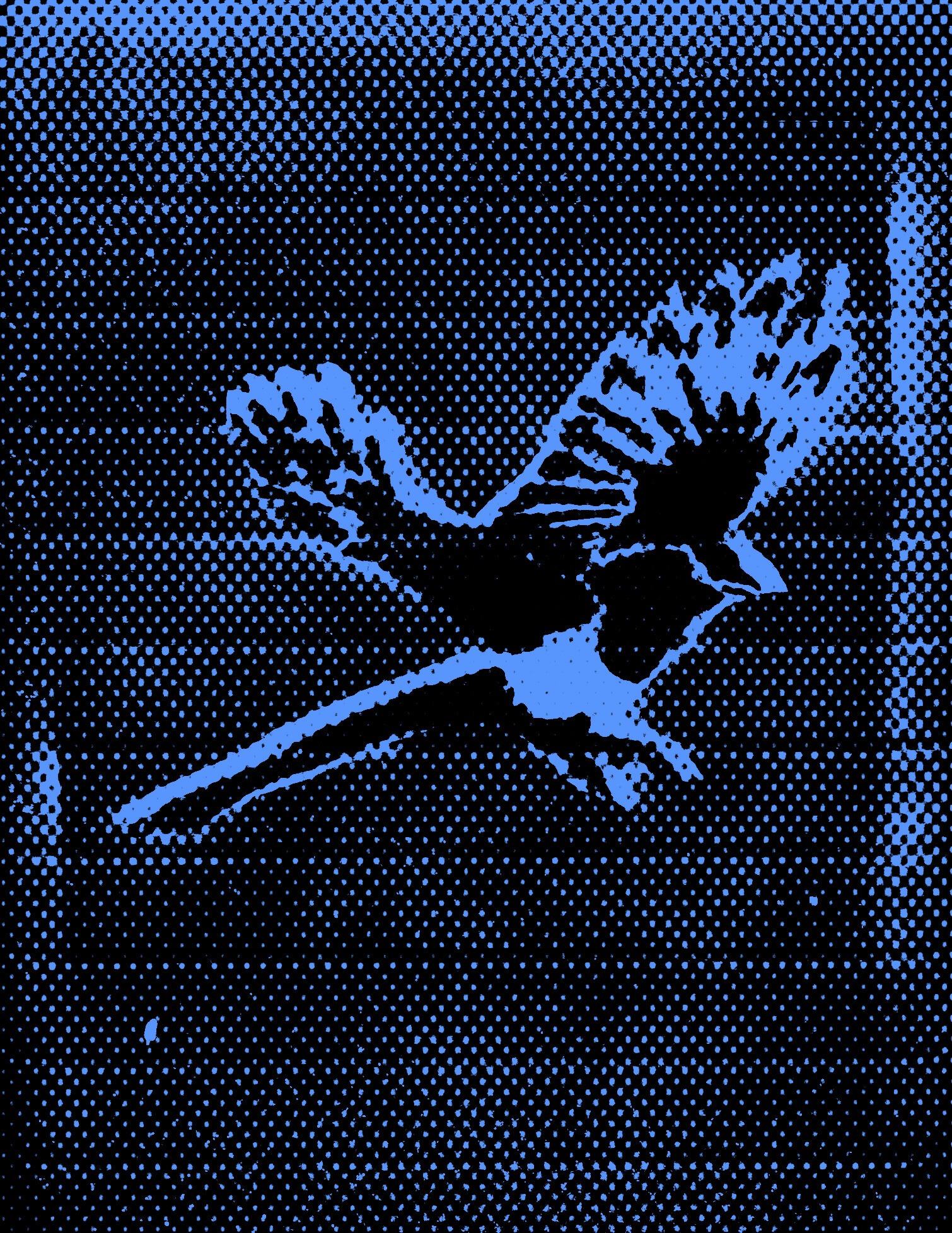 Halftone-style image of a bird in flight with wings spread, in blue and black tones.