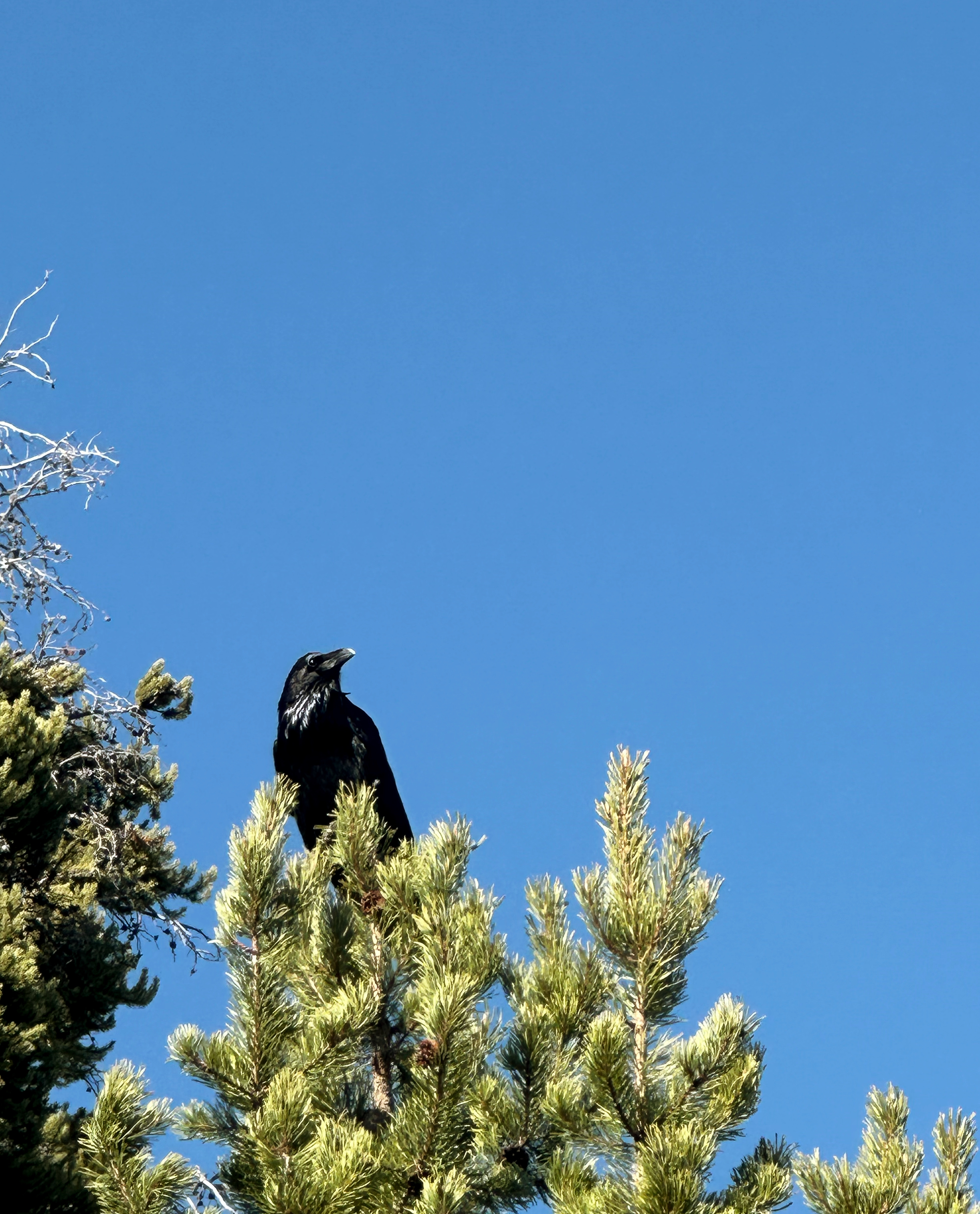 Black raven perched on top of a pine tree against a clear blue sky.