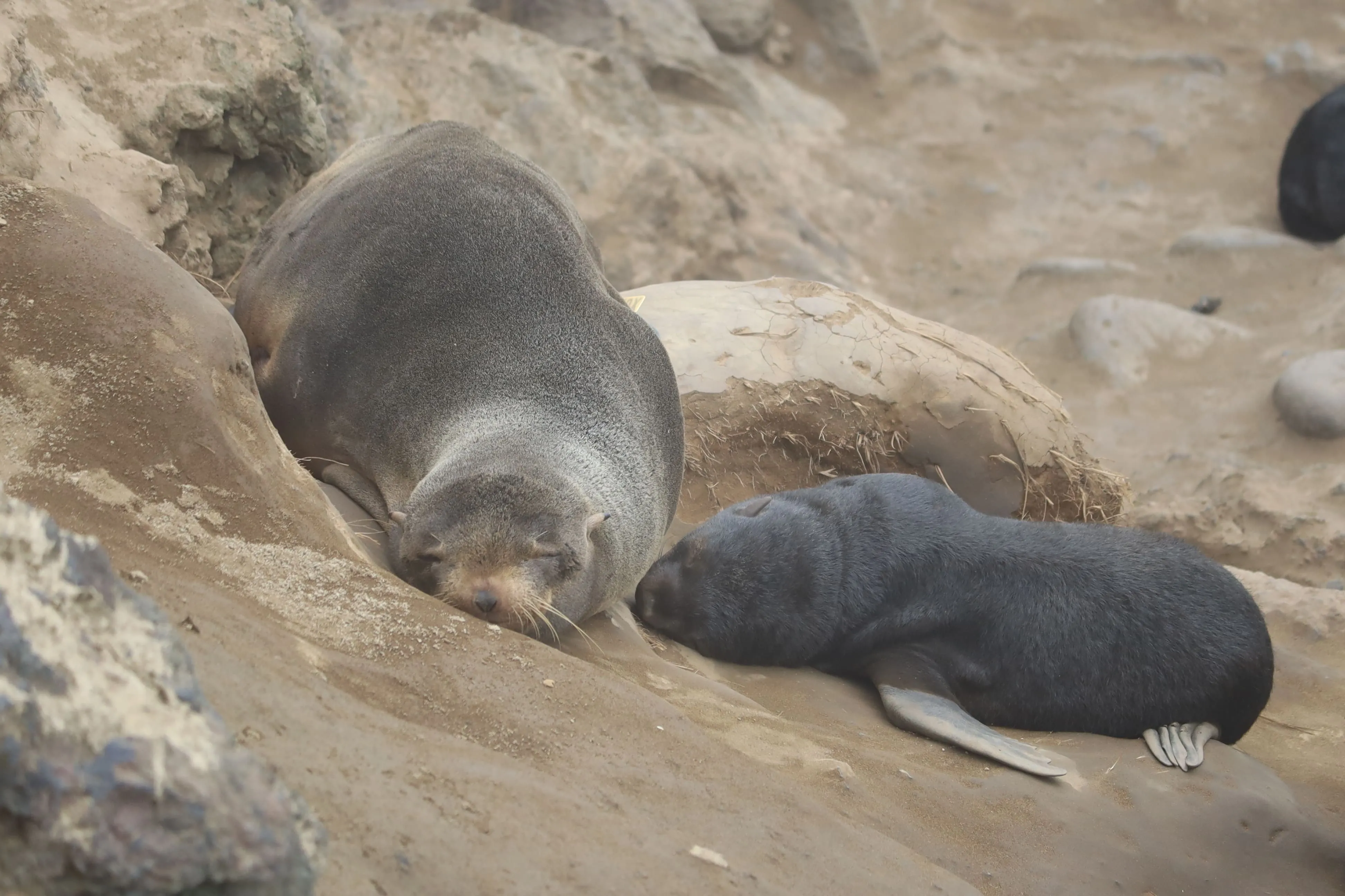 Group of people hiking uphill on green grass with rocky terrain under an overcast sky.