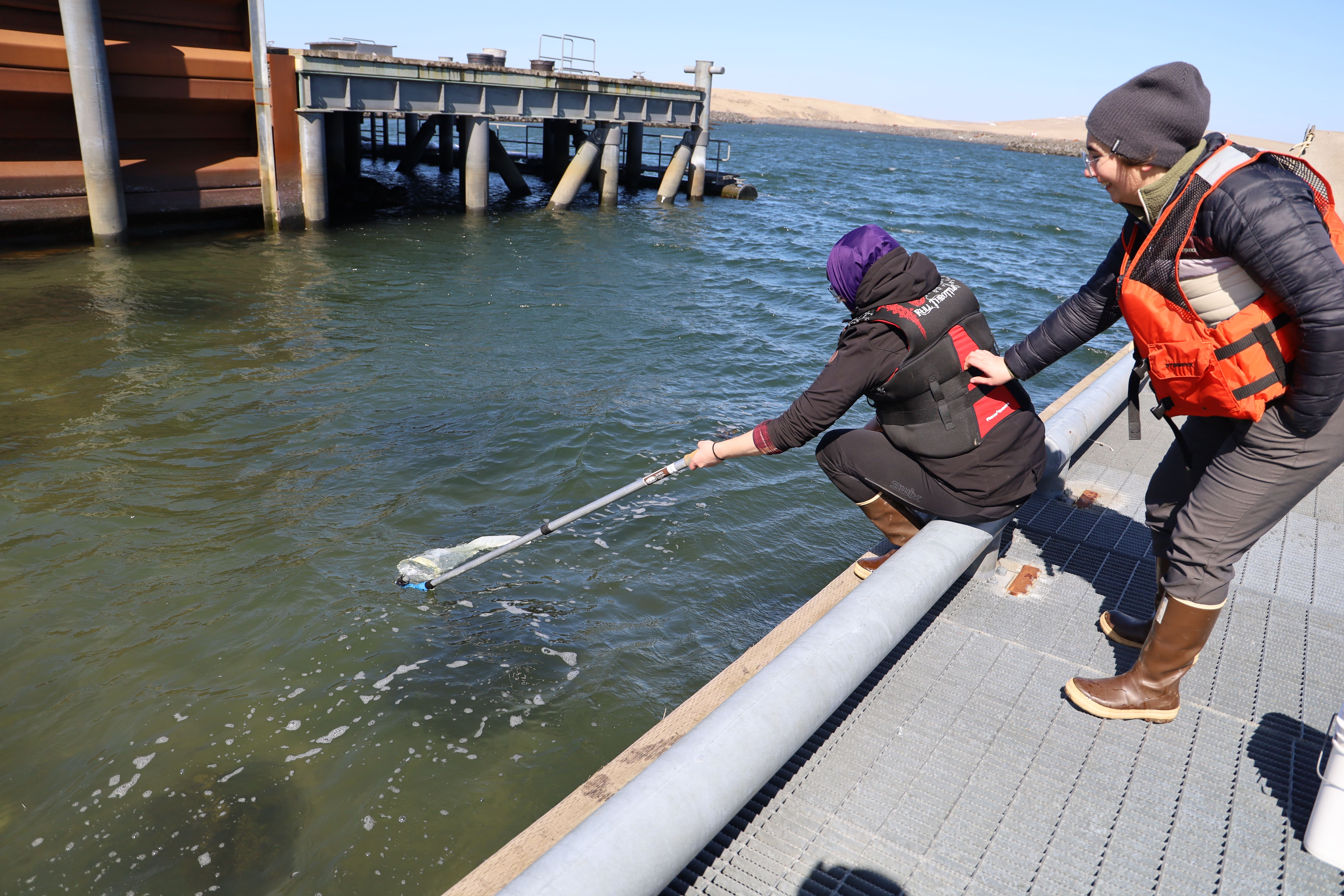 Several black and white seabirds with orange beaks perched on a rocky cliff with green vegetation.