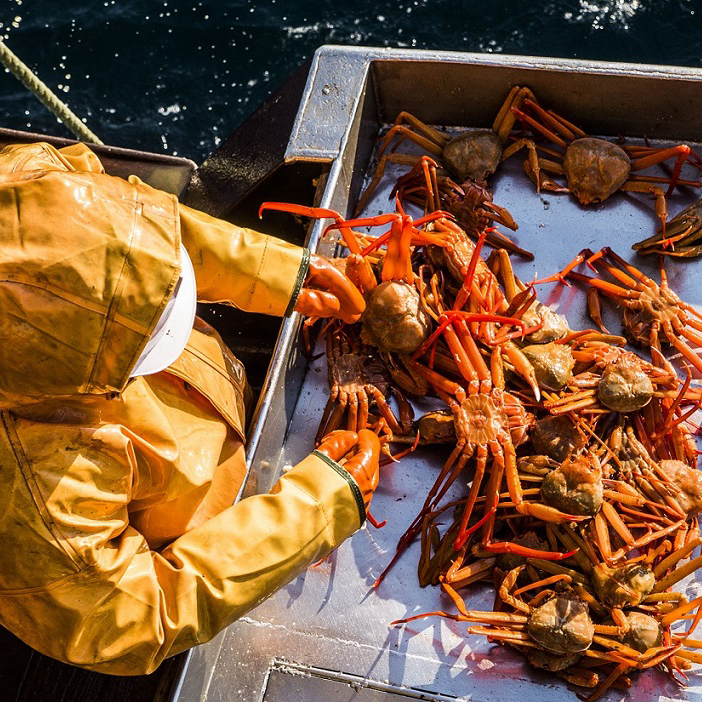 Sea lion pup resting among many smooth dark volcanic rocks on a beach.