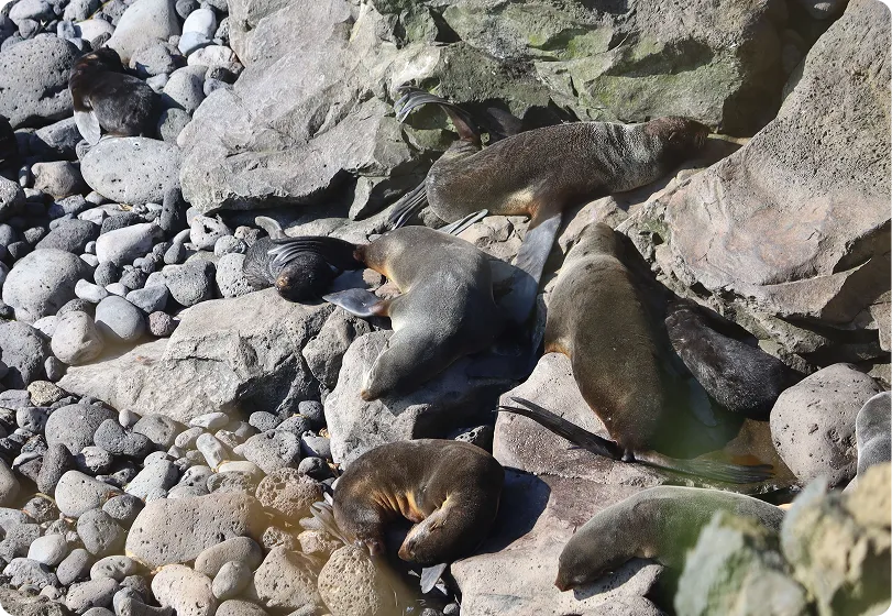 Several sea lions resting on large rocks and pebbles in a sunlit coastal area.