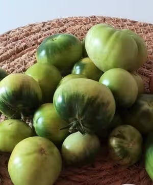 Tomates vertes