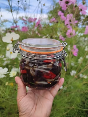 Trompettes de la mort lacto-fermentée