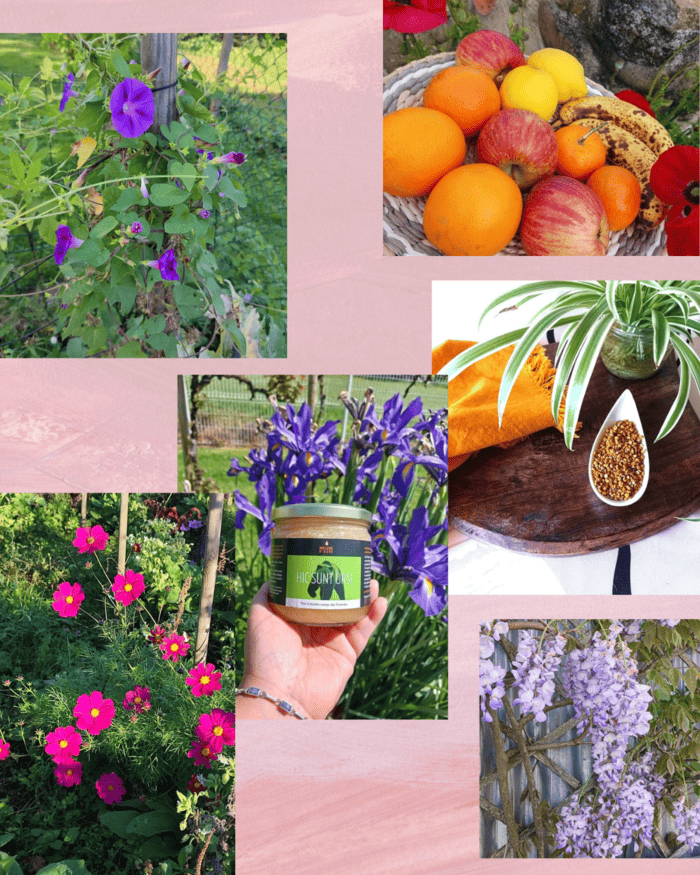 Sources de bactéries lactiques fructophiles