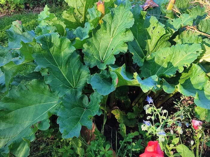 Sources de bactéries lactiques fructophiles