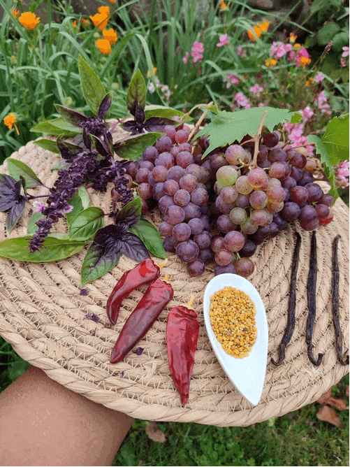 Principales étapes de production de jus de raisins frais lacto-fermenté