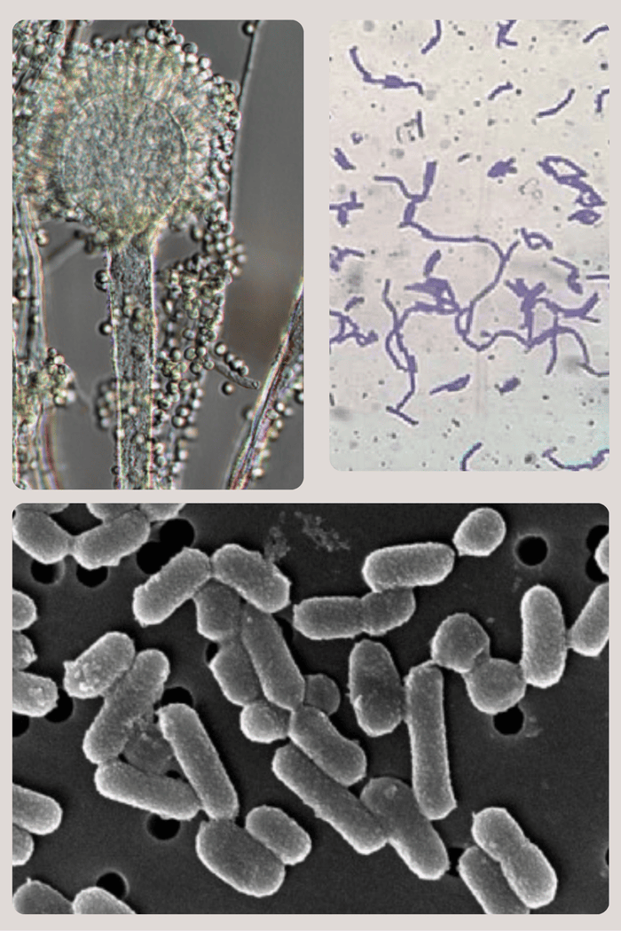 Sources de bactéries lactiques fructophiles