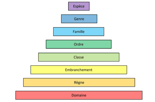 Pyramide des rangs taxonomiques utilisés dans la classification du vivant