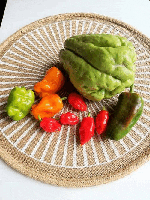 Etapes de préparation achards lacto-fermentés de chouchou et oivron