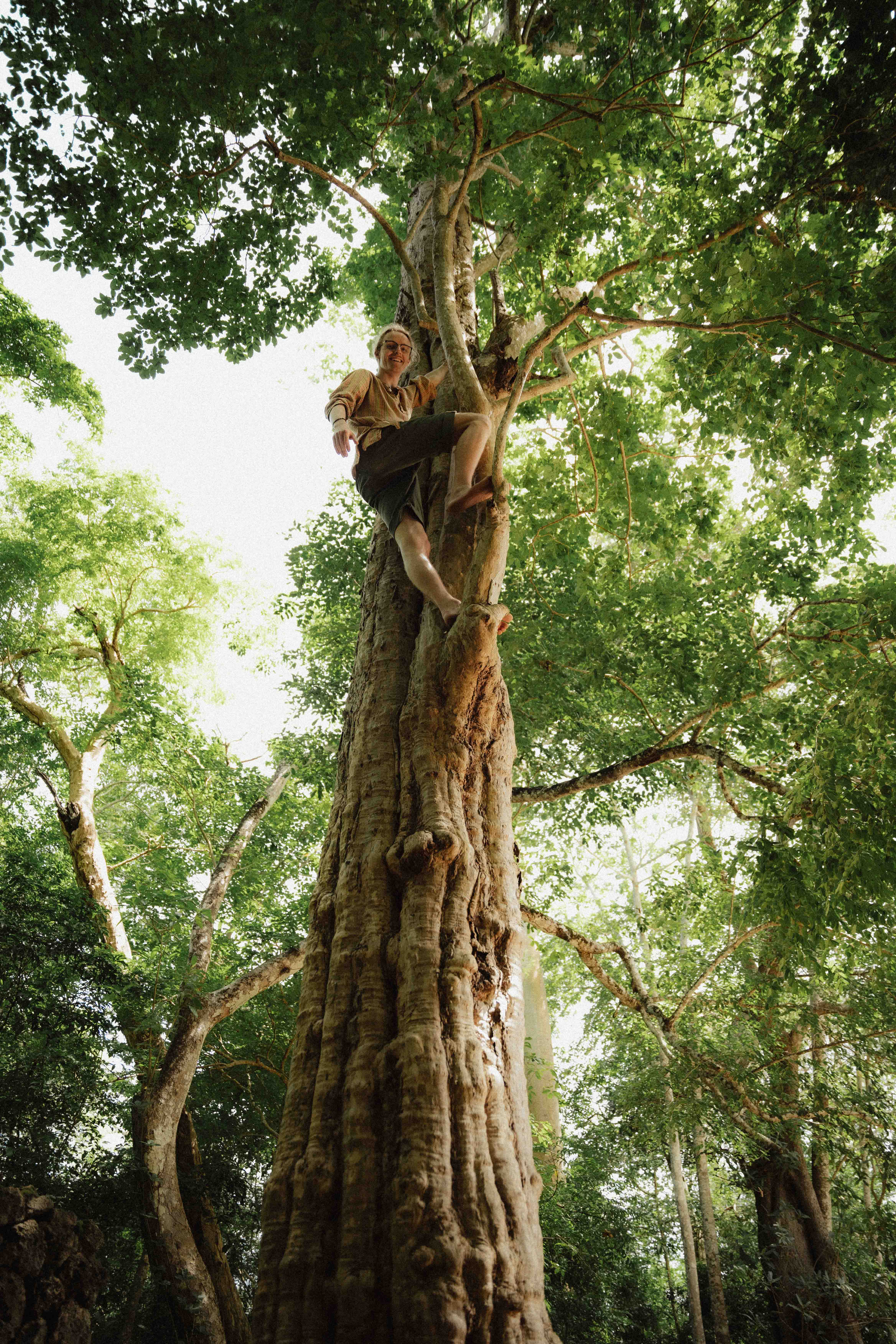 Person wearing glasses and shorts climbing a large tree surrounded by green foliage.