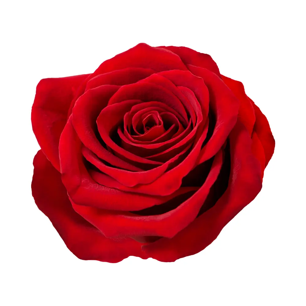 Rose rouge en gros plan idéale pour une attention romantique à Genève avec livraison de fleurs dans toute la Suisse
