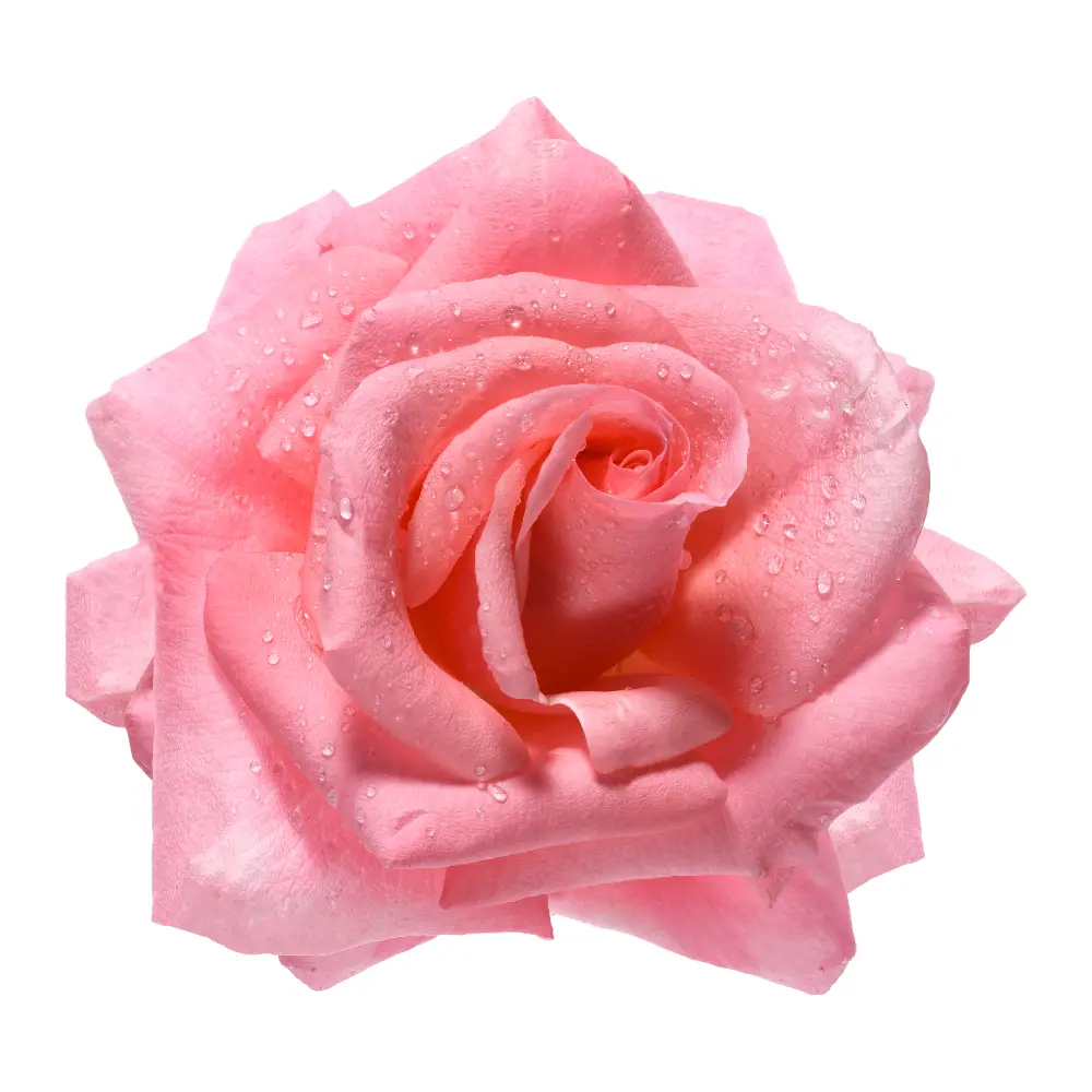 Rose rouge en gros plan idéale pour une attention romantique à Genève avec livraison de fleurs dans toute la Suisse