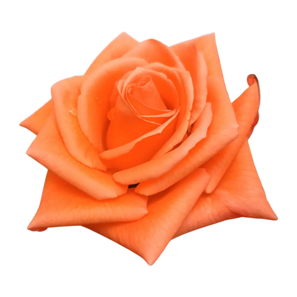 Rose orange en gros plan idéale pour une attention romantique à Genève avec livraison de fleurs dans toute la Suisse
