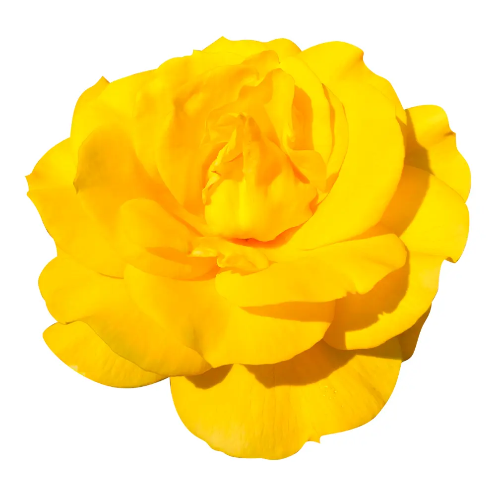 Rose jaune en gros plan idéale pour une attention romantique à Genève avec livraison de fleurs dans toute la Suisse