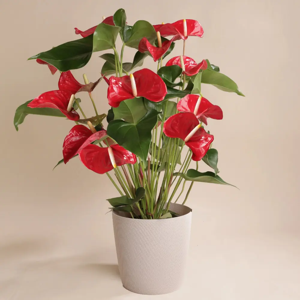 Plante anthurium rouge en pot blanc idéale pour offrir à Genève avec livraison de fleurs dans toute la Suisse