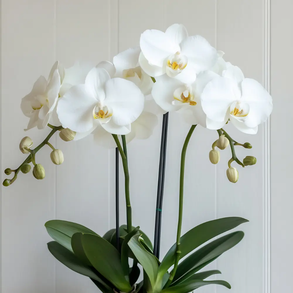 Orchidée phalaenopsis blanche en plante d intérieur élégante idéale pour offrir à Genève avec livraison de fleurs dans toute la Suisse