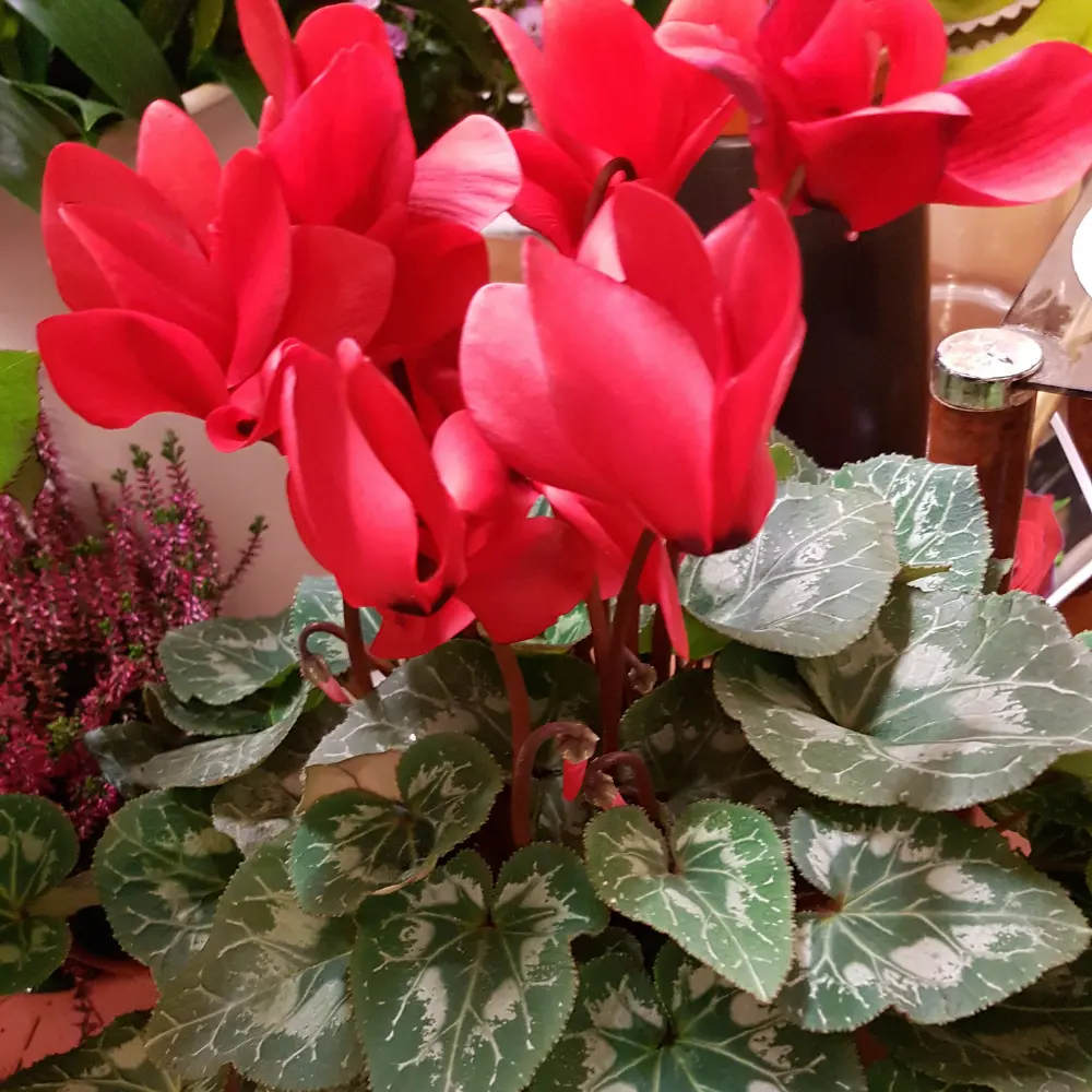 Cyclamen rouge en plante d intérieur au feuillage argenté, idéal pour offrir à Genève avec livraison de fleurs dans toute la Suisse