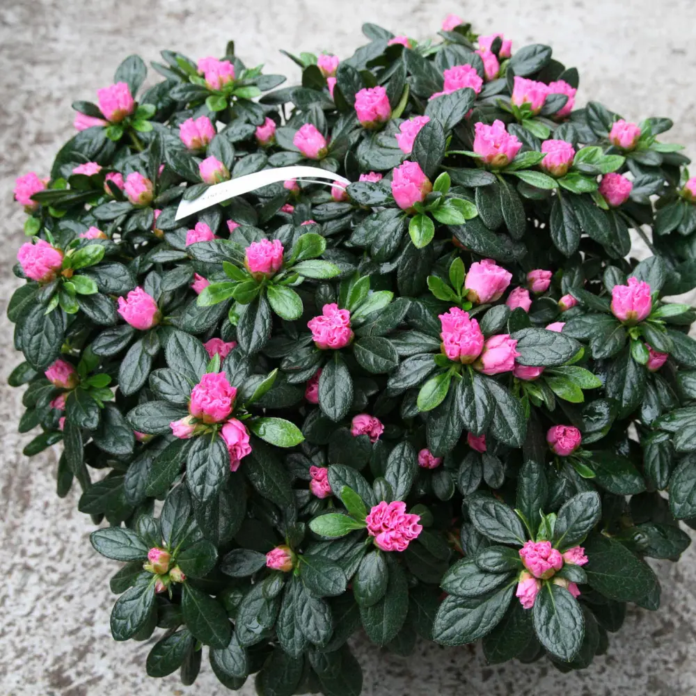 Azalée rose en plante fleurie généreuse idéale pour offrir à Genève avec livraison de fleurs dans toute la Suisse