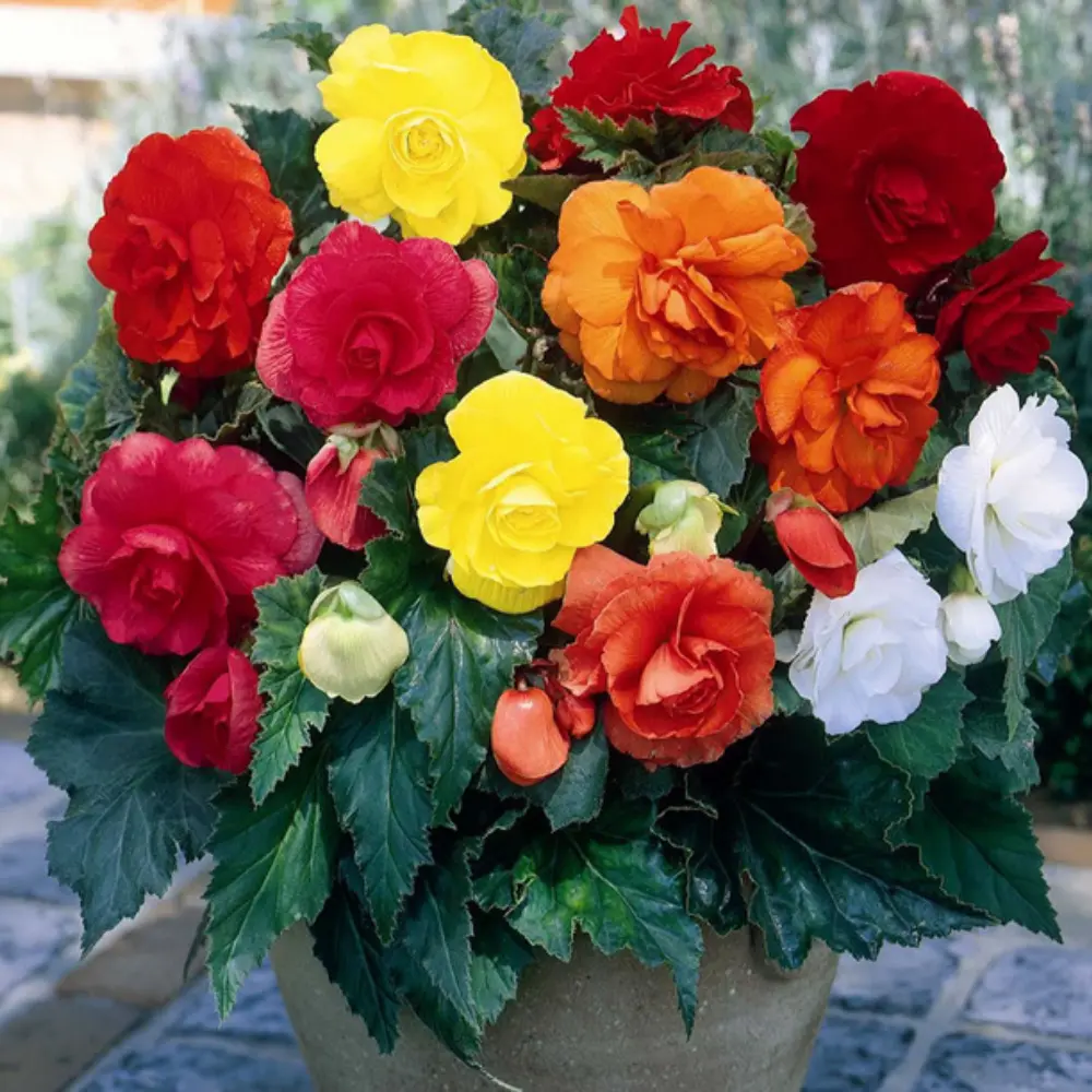 Composition florale multicolore dans un panier avec roses rouges jaunes orange et blanches idéale pour offrir à Genève avec livraison de fleurs dans toute la Suisse