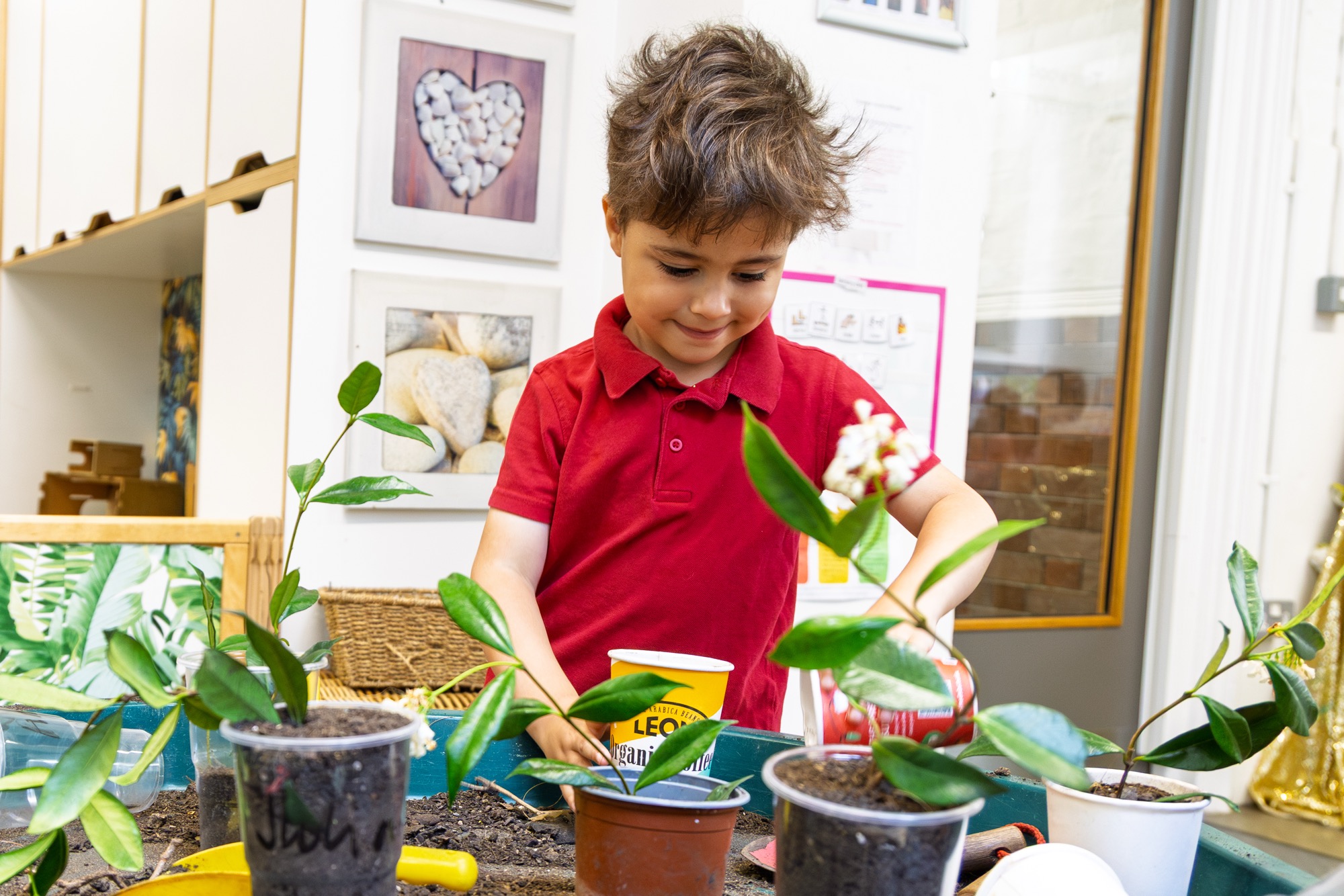 A boy in a red top doing some gardening in the classroom