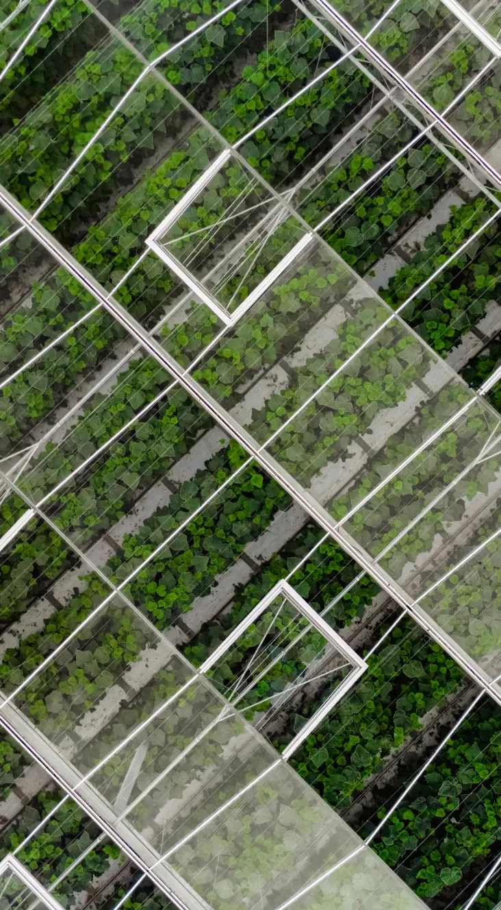 Aerial view of green plants growing in rows inside a glass greenhouse with metal frames.